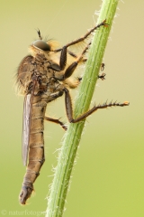 40 Raubfliege - Asilidae